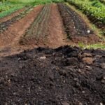 960819 agroflorestas20 20dsc 4332